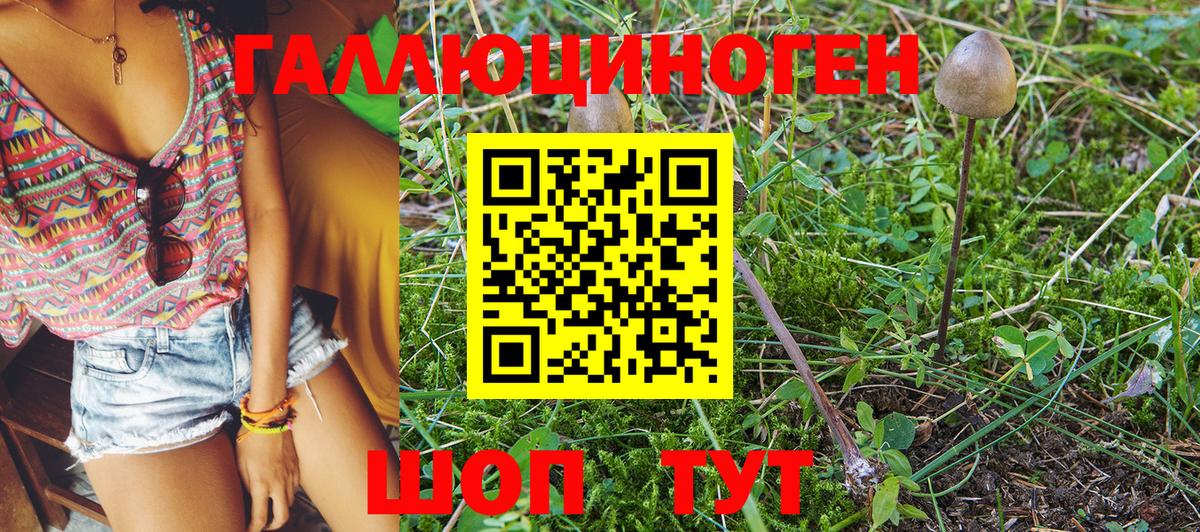 Галлюциногенные грибы Psilocybe Тамбов