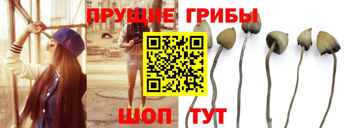 купить   Галлюциногенные грибы Magic Shrooms  Вход с VPN  Тамбов 